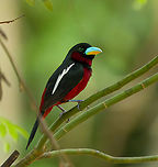 Black-and-red broadbill, Cat Tien National Park, Vietnam The first bird we saw when entering Cat Tien National Park for the first time. We were fortunate to be there during this bird's nesting period, where they nest close to human settlements and are easy to see.<br />
https://www.jungledragon.com/image/170299/black-and-red_broadbill_cat_tien_national_park_vietnam.html Asia,Black-and-red broadbill,Cat Tien National Park,Cymbirhynchus macrorhynchos,Dong Nai,Geotagged,Spring,Vietnam,Vietnam 2025,Đồng Nai