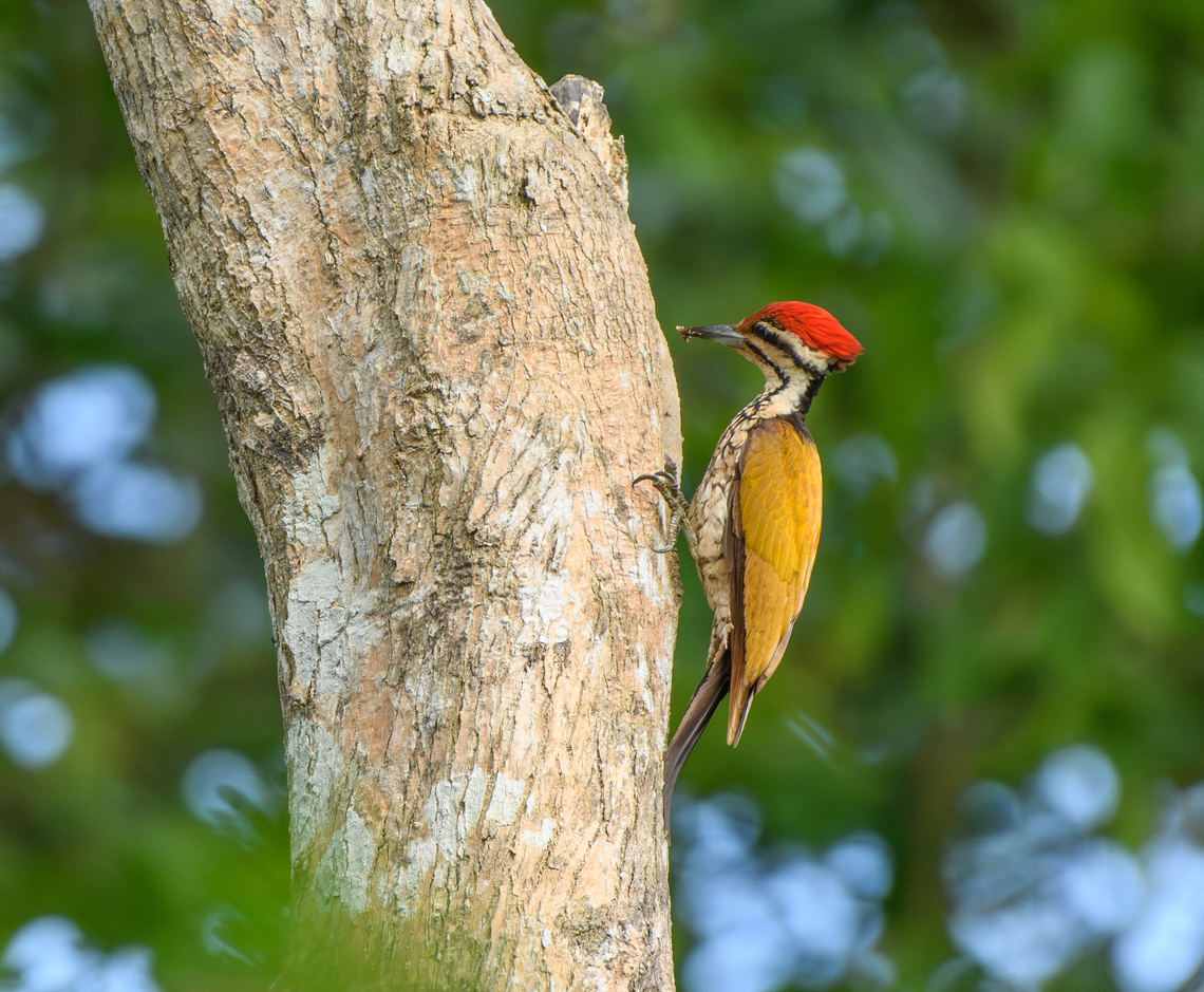 Common Flameback, Cat Tien National Park, Vietnam  Asia,Cat Tien National Park,Common Flameback,Dinopium javanense,Dong Nai,Geotagged,Spring,Vietnam,Vietnam 2025,Đồng Nai