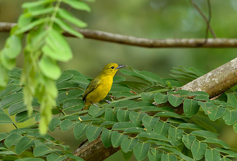 Great Iora, Cat Tien National Park, Vietnam  Aegithina lafresnayei,Asia,Cat Tien National Park,Dong Nai,Geotagged,Great iora,Spring,Vietnam,Vietnam 2025,Đồng Nai