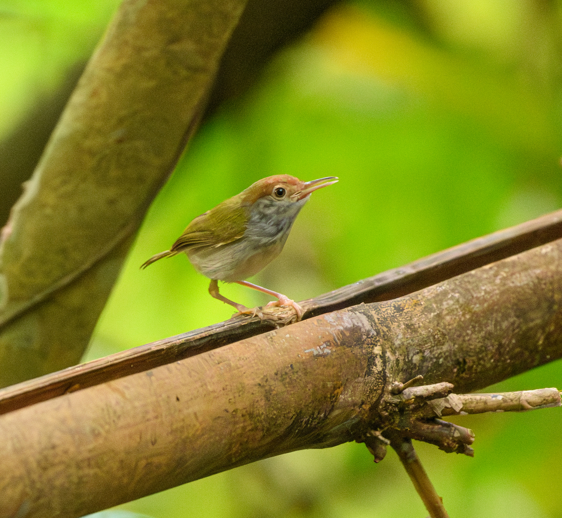 Dark-necked Tailorbird, Cat Tien National Park, Vietnam  Asia,Cat Tien National Park,Dark-necked Tailorbird,Dong Nai,Geotagged,Orthotomus atrogularis,Spring,Vietnam,Vietnam 2025,Đồng Nai