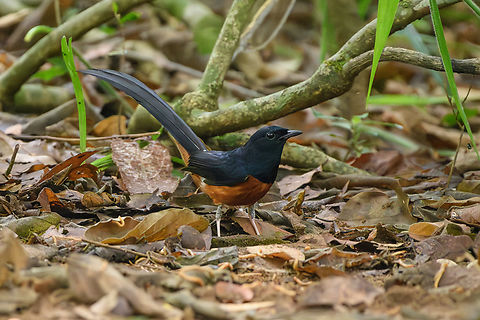 White-rumped Shama, Cat Tien National Park, Vietnam  Asia,Cat Tien National Park,Copsychus malabaricus,Dong Nai,Geotagged,Spring,Vietnam,Vietnam 2025,White-rumped shama,Đồng Nai