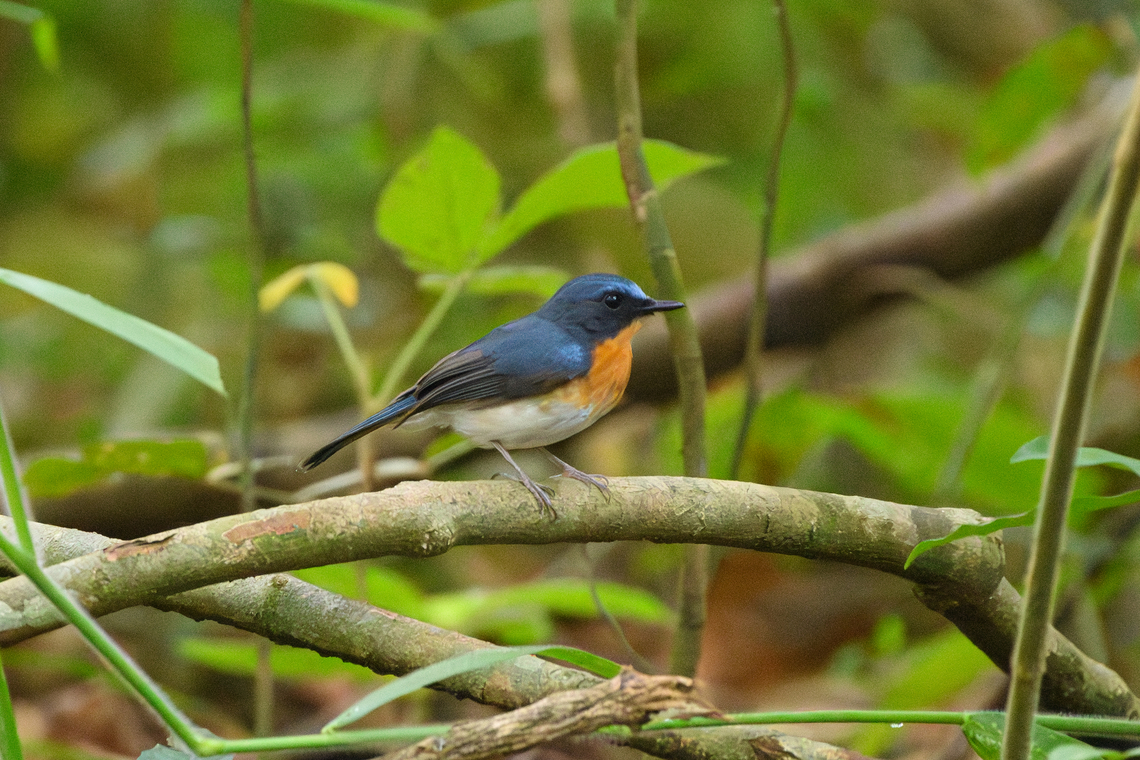 Indochinese Blue Flycatcher, Cat Tien National Park, Vietnam The female:<br />
<figure class="photo"><a href="https://www.jungledragon.com/image/170492/indochinese_blue_flycatcher_cat_tien_national_park_vietnam.html" title="Indochinese Blue Flycatcher, Cat Tien National Park, Vietnam"><img src="https://s3.amazonaws.com/media.jungledragon.com/images/2/170492_thumb.jpg?AWSAccessKeyId=05GMT0V3GWVNE7GGM1R2&Expires=1767225610&Signature=eLu8BQLKNjibSfbQO%2FxkKL6SObg%3D" width="200" height="144" alt="Indochinese Blue Flycatcher, Cat Tien National Park, Vietnam This is the female. Male:<br />
https://www.jungledragon.com/image/170344/indochinese_blue_flycatcher_cat_tien_national_park_vietnam.html Asia,Cat Tien National Park,Cyornis sumatrensis,Dong Nai,Geotagged,Indochinese Blue Flycatcher,Spring,Vietnam,Vietnam 2025,Đồng Nai" /></a></figure> Asia,Cat Tien National Park,Cyornis sumatrensis,Dong Nai,Geotagged,Indochinese blue flycatcher,Spring,Vietnam,Vietnam 2025,Đồng Nai