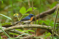 Indochinese Blue Flycatcher, Cat Tien National Park, Vietnam The female:<br />
https://www.jungledragon.com/image/170492/indochinese_blue_flycatcher_cat_tien_national_park_vietnam.html Asia,Cat Tien National Park,Cyornis sumatrensis,Dong Nai,Geotagged,Indochinese blue flycatcher,Spring,Vietnam,Vietnam 2025,Đồng Nai