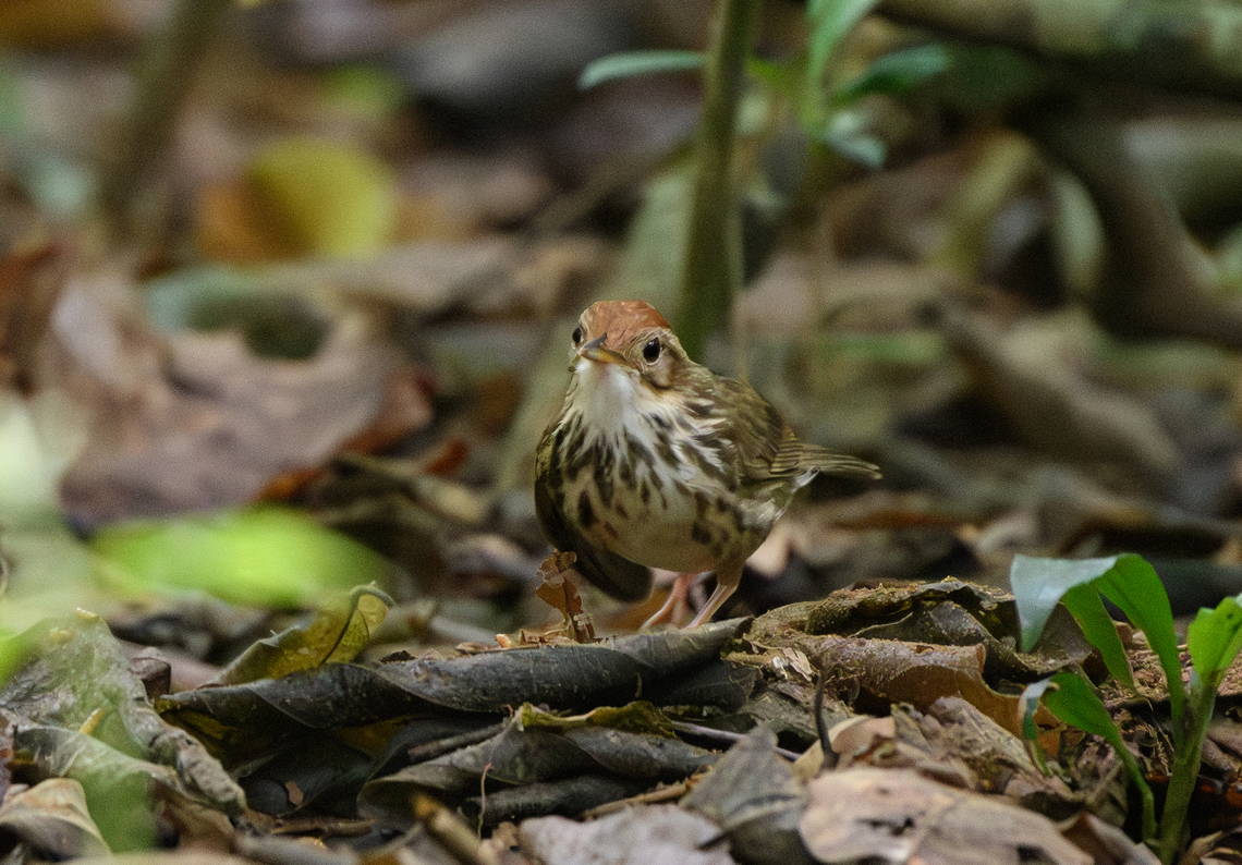 Puff-throated Babbler, Cat Tien National Park, Vietnam  Asia,Cat Tien National Park,Dong Nai,Geotagged,Pellorneum ruficeps,Spring,Vietnam,Vietnam 2025,puff throated babbler,Đồng Nai