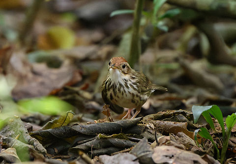 Puff-throated Babbler, Cat Tien National Park, Vietnam  Asia,Cat Tien National Park,Dong Nai,Geotagged,Pellorneum ruficeps,Spring,Vietnam,Vietnam 2025,puff throated babbler,Đồng Nai
