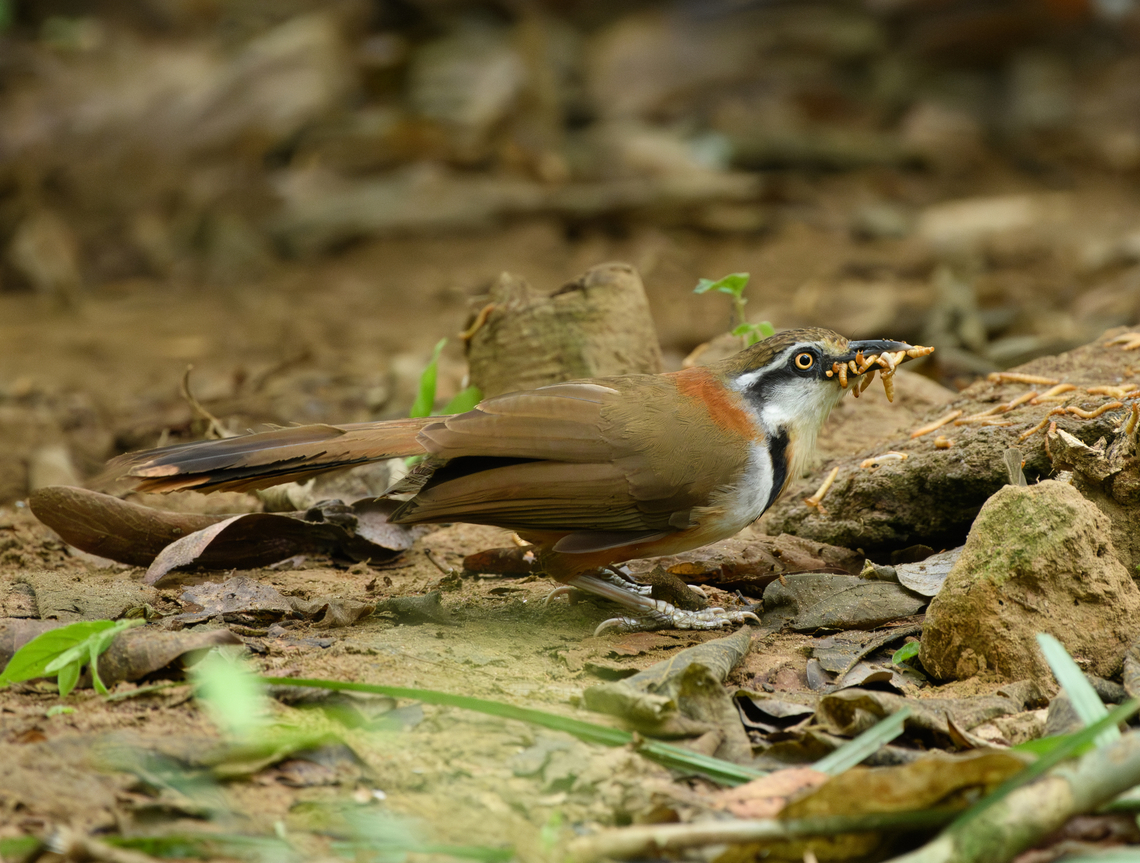 Lesser Necklaced Laughingthrush, Cat Tien National Park, Vietnam Photographed from a hide inside Cat Tien NP. Each time it appeared it hoarded the maximum amount of worms. Asia,Cat Tien National Park,Dong Nai,Garrulax monileger,Geotagged,Lesser necklaced laughingthrush,Spring,Vietnam,Vietnam 2025,Đồng Nai