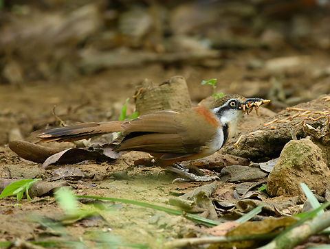 Lesser Necklaced Laughingthrush, Cat Tien National Park, Vietnam Photographed from a hide inside Cat Tien NP. Each time it appeared it hoarded the maximum amount of worms. Asia,Cat Tien National Park,Dong Nai,Garrulax monileger,Geotagged,Lesser necklaced laughingthrush,Spring,Vietnam,Vietnam 2025,Đồng Nai