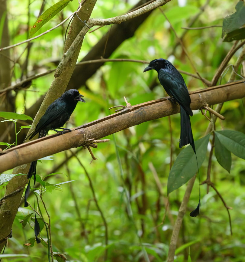 Greater Racket-tailed Drongo - couple, Cat Tien National Park, Vietnam <figure class="photo"><a href="https://www.jungledragon.com/image/170375/greater_racket-tailed_drongo_cat_tien_national_park_vietnam.html" title="Greater Racket-tailed Drongo, Cat Tien National Park, Vietnam"><img src="https://s3.amazonaws.com/media.jungledragon.com/images/2/170375_thumb.jpg?AWSAccessKeyId=05GMT0V3GWVNE7GGM1R2&Expires=1759968010&Signature=8pWoD%2BXADgLeI6TIHdDmU%2BUTwyE%3D" width="200" height="182" alt="Greater Racket-tailed Drongo, Cat Tien National Park, Vietnam https://www.jungledragon.com/image/170373/greater_racket-tailed_drongo_-_couple_cat_tien_national_park_vietnam.html<br />
https://www.jungledragon.com/image/170374/greater_racket-tailed_drongo_-_closeup_cat_tien_national_park_vietnam.html Asia,Cat Tien National Park,Dicrurus paradiseus,Dong Nai,Geotagged,Greater racket-tailed drongo,Spring,Vietnam,Vietnam 2025,Đồng Nai" /></a></figure><br />
<figure class="photo"><a href="https://www.jungledragon.com/image/170374/greater_racket-tailed_drongo_-_closeup_cat_tien_national_park_vietnam.html" title="Greater Racket-tailed Drongo - closeup, Cat Tien National Park, Vietnam"><img src="https://s3.amazonaws.com/media.jungledragon.com/images/2/170374_thumb.jpg?AWSAccessKeyId=05GMT0V3GWVNE7GGM1R2&Expires=1759968010&Signature=ANY0V5uVNs3qYY1uNAu8CXnckBo%3D" width="200" height="156" alt="Greater Racket-tailed Drongo - closeup, Cat Tien National Park, Vietnam https://www.jungledragon.com/image/170375/greater_racket-tailed_drongo_cat_tien_national_park_vietnam.html<br />
https://www.jungledragon.com/image/170373/greater_racket-tailed_drongo_-_couple_cat_tien_national_park_vietnam.html Asia,Cat Tien National Park,Dicrurus paradiseus,Dong Nai,Geotagged,Greater racket-tailed drongo,Spring,Vietnam,Vietnam 2025,Đồng Nai" /></a></figure> Asia,Cat Tien National Park,Dicrurus paradiseus,Dong Nai,Geotagged,Greater racket-tailed drongo,Spring,Vietnam,Vietnam 2025,Đồng Nai
