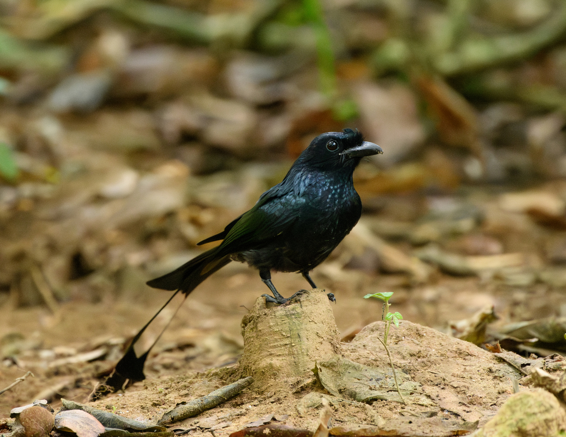 Greater Racket-tailed Drongo - closeup, Cat Tien National Park, Vietnam <figure class="photo"><a href="https://www.jungledragon.com/image/170375/greater_racket-tailed_drongo_cat_tien_national_park_vietnam.html" title="Greater Racket-tailed Drongo, Cat Tien National Park, Vietnam"><img src="https://s3.amazonaws.com/media.jungledragon.com/images/2/170375_thumb.jpg?AWSAccessKeyId=05GMT0V3GWVNE7GGM1R2&Expires=1759968010&Signature=8pWoD%2BXADgLeI6TIHdDmU%2BUTwyE%3D" width="200" height="182" alt="Greater Racket-tailed Drongo, Cat Tien National Park, Vietnam https://www.jungledragon.com/image/170373/greater_racket-tailed_drongo_-_couple_cat_tien_national_park_vietnam.html<br />
https://www.jungledragon.com/image/170374/greater_racket-tailed_drongo_-_closeup_cat_tien_national_park_vietnam.html Asia,Cat Tien National Park,Dicrurus paradiseus,Dong Nai,Geotagged,Greater racket-tailed drongo,Spring,Vietnam,Vietnam 2025,Đồng Nai" /></a></figure><br />
<figure class="photo"><a href="https://www.jungledragon.com/image/170373/greater_racket-tailed_drongo_-_couple_cat_tien_national_park_vietnam.html" title="Greater Racket-tailed Drongo - couple, Cat Tien National Park, Vietnam"><img src="https://s3.amazonaws.com/media.jungledragon.com/images/2/170373_thumb.jpg?AWSAccessKeyId=05GMT0V3GWVNE7GGM1R2&Expires=1759968010&Signature=8Tq3ZgcJ%2BLW%2FFTlcQ30dcsrMGio%3D" width="144" height="152" alt="Greater Racket-tailed Drongo - couple, Cat Tien National Park, Vietnam https://www.jungledragon.com/image/170375/greater_racket-tailed_drongo_cat_tien_national_park_vietnam.html<br />
https://www.jungledragon.com/image/170374/greater_racket-tailed_drongo_-_closeup_cat_tien_national_park_vietnam.html Asia,Cat Tien National Park,Dicrurus paradiseus,Dong Nai,Geotagged,Greater racket-tailed drongo,Spring,Vietnam,Vietnam 2025,Đồng Nai" /></a></figure> Asia,Cat Tien National Park,Dicrurus paradiseus,Dong Nai,Geotagged,Greater racket-tailed drongo,Spring,Vietnam,Vietnam 2025,Đồng Nai
