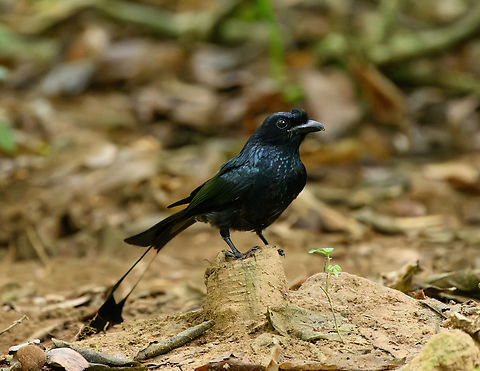 Greater Racket-tailed Drongo - closeup, Cat Tien National Park, Vietnam https://www.jungledragon.com/image/170375/greater_racket-tailed_drongo_cat_tien_national_park_vietnam.html
https://www.jungledragon.com/image/170373/greater_racket-tailed_drongo_-_couple_cat_tien_national_park_vietnam.html Asia,Cat Tien National Park,Dicrurus paradiseus,Dong Nai,Geotagged,Greater racket-tailed drongo,Spring,Vietnam,Vietnam 2025,Đồng Nai