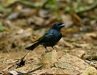Greater Racket-tailed Drongo - closeup, Cat Tien National Park, Vietnam https://www.jungledragon.com/image/170375/greater_racket-tailed_drongo_cat_tien_national_park_vietnam.html<br />
https://www.jungledragon.com/image/170373/greater_racket-tailed_drongo_-_couple_cat_tien_national_park_vietnam.html Asia,Cat Tien National Park,Dicrurus paradiseus,Dong Nai,Geotagged,Greater racket-tailed drongo,Spring,Vietnam,Vietnam 2025,Đồng Nai