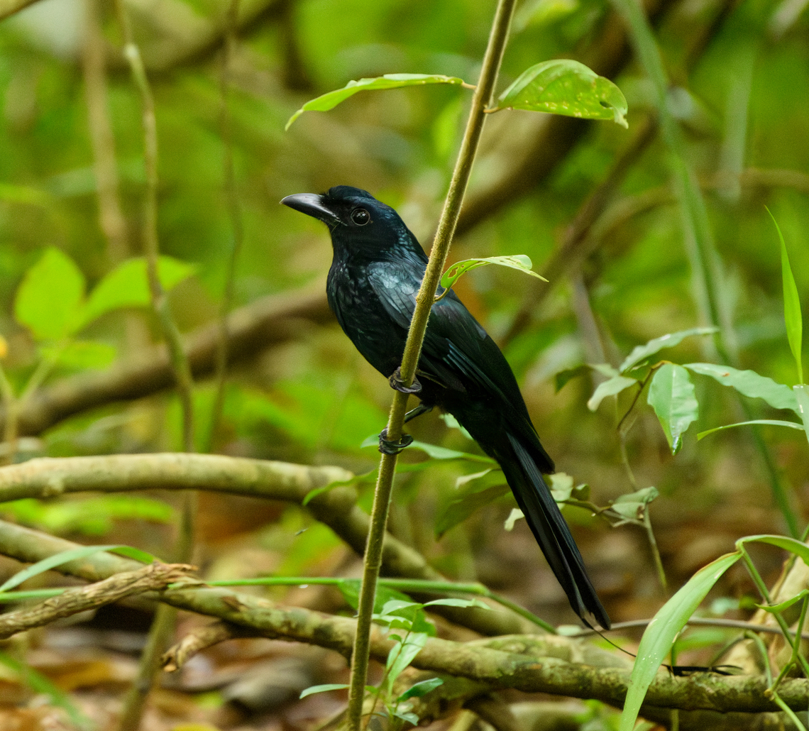 Greater Racket-tailed Drongo, Cat Tien National Park, Vietnam <figure class="photo"><a href="https://www.jungledragon.com/image/170373/greater_racket-tailed_drongo_-_couple_cat_tien_national_park_vietnam.html" title="Greater Racket-tailed Drongo - couple, Cat Tien National Park, Vietnam"><img src="https://s3.amazonaws.com/media.jungledragon.com/images/2/170373_thumb.jpg?AWSAccessKeyId=05GMT0V3GWVNE7GGM1R2&Expires=1769040010&Signature=RM46Odleb4S0iElzYPLHzvektvk%3D" width="144" height="152" alt="Greater Racket-tailed Drongo - couple, Cat Tien National Park, Vietnam https://www.jungledragon.com/image/170375/greater_racket-tailed_drongo_cat_tien_national_park_vietnam.html<br />
https://www.jungledragon.com/image/170374/greater_racket-tailed_drongo_-_closeup_cat_tien_national_park_vietnam.html Asia,Cat Tien National Park,Dicrurus paradiseus,Dong Nai,Geotagged,Greater racket-tailed drongo,Spring,Vietnam,Vietnam 2025,Đồng Nai" /></a></figure><br />
<figure class="photo"><a href="https://www.jungledragon.com/image/170374/greater_racket-tailed_drongo_-_closeup_cat_tien_national_park_vietnam.html" title="Greater Racket-tailed Drongo - closeup, Cat Tien National Park, Vietnam"><img src="https://s3.amazonaws.com/media.jungledragon.com/images/2/170374_thumb.jpg?AWSAccessKeyId=05GMT0V3GWVNE7GGM1R2&Expires=1769040010&Signature=rjI3B6EWO734KhjxG57phCR1kVw%3D" width="200" height="156" alt="Greater Racket-tailed Drongo - closeup, Cat Tien National Park, Vietnam https://www.jungledragon.com/image/170375/greater_racket-tailed_drongo_cat_tien_national_park_vietnam.html<br />
https://www.jungledragon.com/image/170373/greater_racket-tailed_drongo_-_couple_cat_tien_national_park_vietnam.html Asia,Cat Tien National Park,Dicrurus paradiseus,Dong Nai,Geotagged,Greater racket-tailed drongo,Spring,Vietnam,Vietnam 2025,Đồng Nai" /></a></figure> Asia,Cat Tien National Park,Dicrurus paradiseus,Dong Nai,Geotagged,Greater racket-tailed drongo,Spring,Vietnam,Vietnam 2025,Đồng Nai