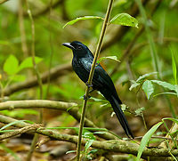 Greater Racket-tailed Drongo, Cat Tien National Park, Vietnam https://www.jungledragon.com/image/170373/greater_racket-tailed_drongo_-_couple_cat_tien_national_park_vietnam.html<br />
https://www.jungledragon.com/image/170374/greater_racket-tailed_drongo_-_closeup_cat_tien_national_park_vietnam.html Asia,Cat Tien National Park,Dicrurus paradiseus,Dong Nai,Geotagged,Greater racket-tailed drongo,Spring,Vietnam,Vietnam 2025,Đồng Nai