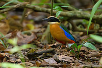 Blue-winged Pitta, Cat Tien National Park, Vietnam Photographed from a hide. One of the main target birds of Cat Tien NP.<br />
https://www.jungledragon.com/image/170377/blue-winged_pitta_cat_tien_national_park_vietnam.html Asia,Blue-winged pitta,Cat Tien National Park,Dong Nai,Geotagged,Pitta moluccensis,Spring,Vietnam,Vietnam 2025,Đồng Nai