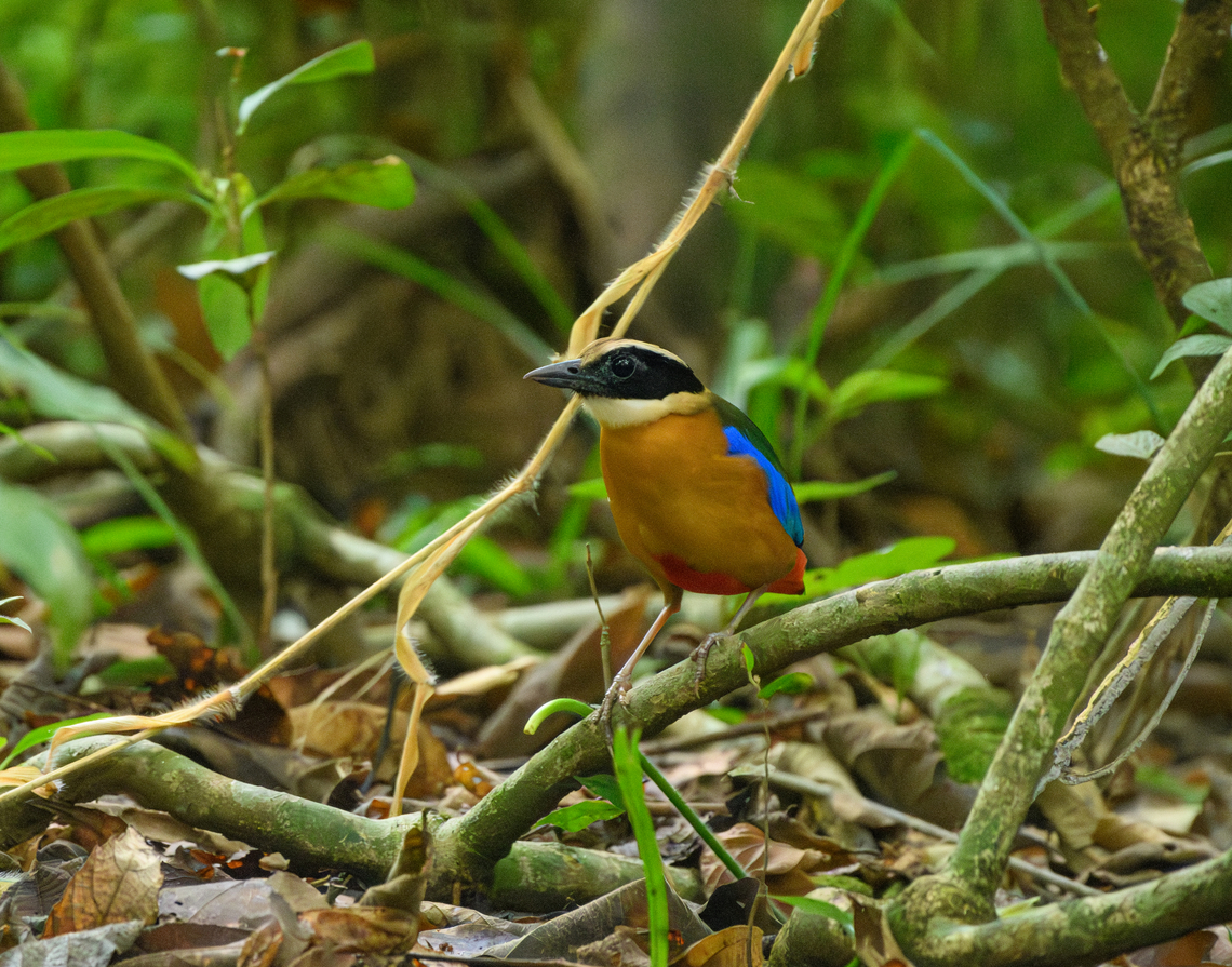 Blue-winged Pitta, Cat Tien National Park, Vietnam Photographed from a hide. One of the main target birds of Cat Tien NP.<br />
<figure class="photo"><a href="https://www.jungledragon.com/image/170376/blue-winged_pitta_cat_tien_national_park_vietnam.html" title="Blue-winged Pitta, Cat Tien National Park, Vietnam"><img src="https://s3.amazonaws.com/media.jungledragon.com/images/2/170376_thumb.jpg?AWSAccessKeyId=05GMT0V3GWVNE7GGM1R2&Expires=1759968010&Signature=9auBIpPwForPimj86BJP7zJta%2F4%3D" width="200" height="134" alt="Blue-winged Pitta, Cat Tien National Park, Vietnam Photographed from a hide. One of the main target birds of Cat Tien NP.<br />
https://www.jungledragon.com/image/170377/blue-winged_pitta_cat_tien_national_park_vietnam.html Asia,Blue-winged pitta,Cat Tien National Park,Dong Nai,Geotagged,Pitta moluccensis,Spring,Vietnam,Vietnam 2025,Đồng Nai" /></a></figure> Asia,Blue-winged Pitta,Cat Tien National Park,Dong Nai,Geotagged,Pitta moluccensis,Spring,Vietnam,Vietnam 2025,Đồng Nai