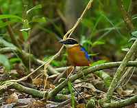 Blue-winged Pitta, Cat Tien National Park, Vietnam Photographed from a hide. One of the main target birds of Cat Tien NP.<br />
https://www.jungledragon.com/image/170376/blue-winged_pitta_cat_tien_national_park_vietnam.html Asia,Blue-winged Pitta,Cat Tien National Park,Dong Nai,Geotagged,Pitta moluccensis,Spring,Vietnam,Vietnam 2025,Đồng Nai