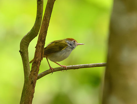 Dark-necked Tailorbird, Cat Tien National Park, Vietnam  Asia,Cat Tien National Park,Dark-necked Tailorbird,Dong Nai,Geotagged,Orthotomus atrogularis,Spring,Vietnam,Vietnam 2025,Đồng Nai