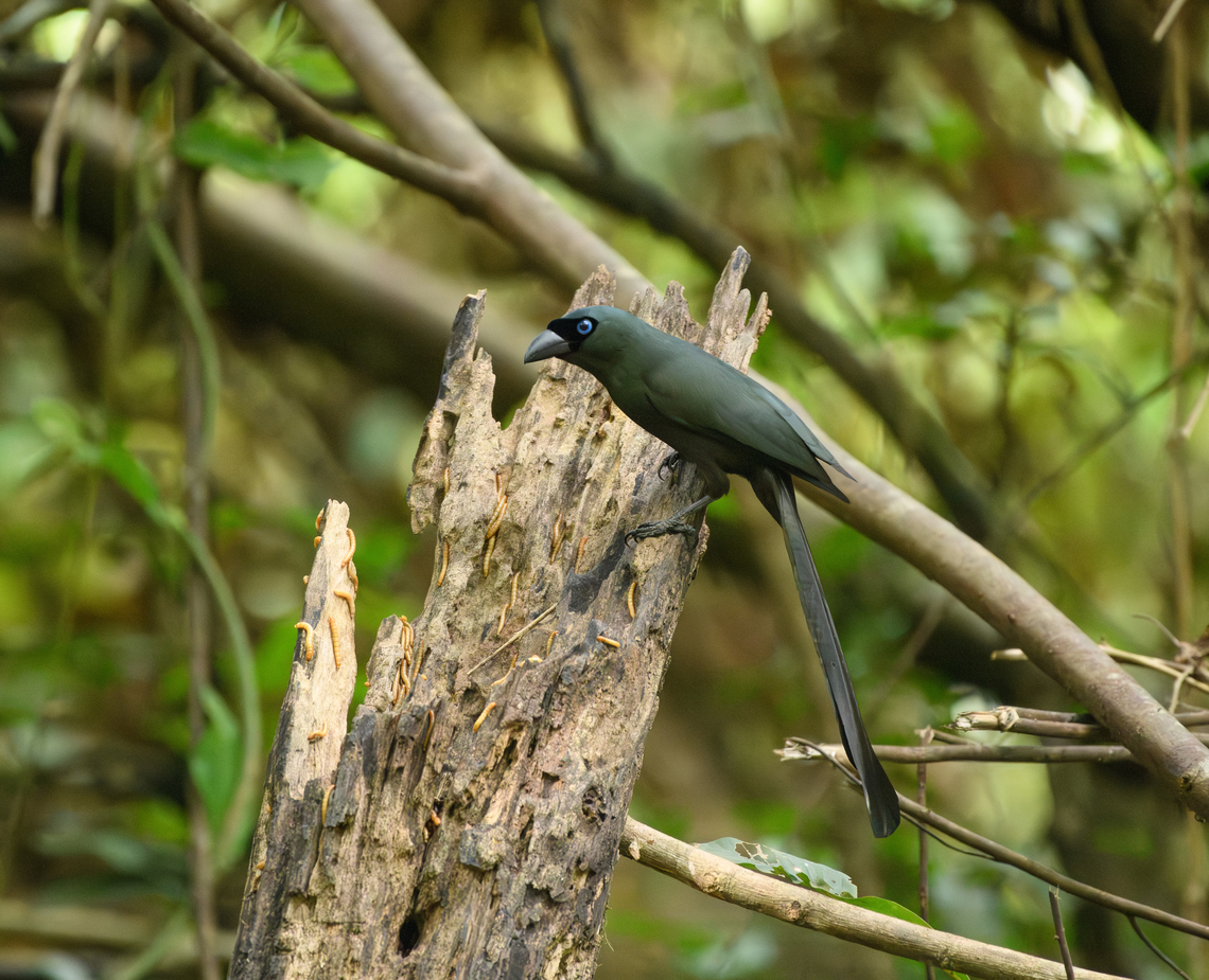 Racket-tailed Treepie, Cat Tien National Park, Vietnam Will appear as entirely black with backlight, but in good light shows an oily color and bright blue eyes. Asia,Cat Tien National Park,Crypsirina temia,Dong Nai,Geotagged,Racket-tailed treepie,Spring,Vietnam,Vietnam 2025,Đồng Nai