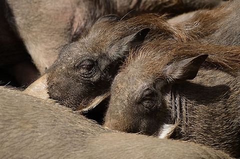 Hungry Baby Warthogs drinking at mother Warthog Two long-haired tough-looking youngsters still rely on mommy Warthog. Baby,Mammals,Phacochoerus africanus,Rhenen Zoo,Warthog
