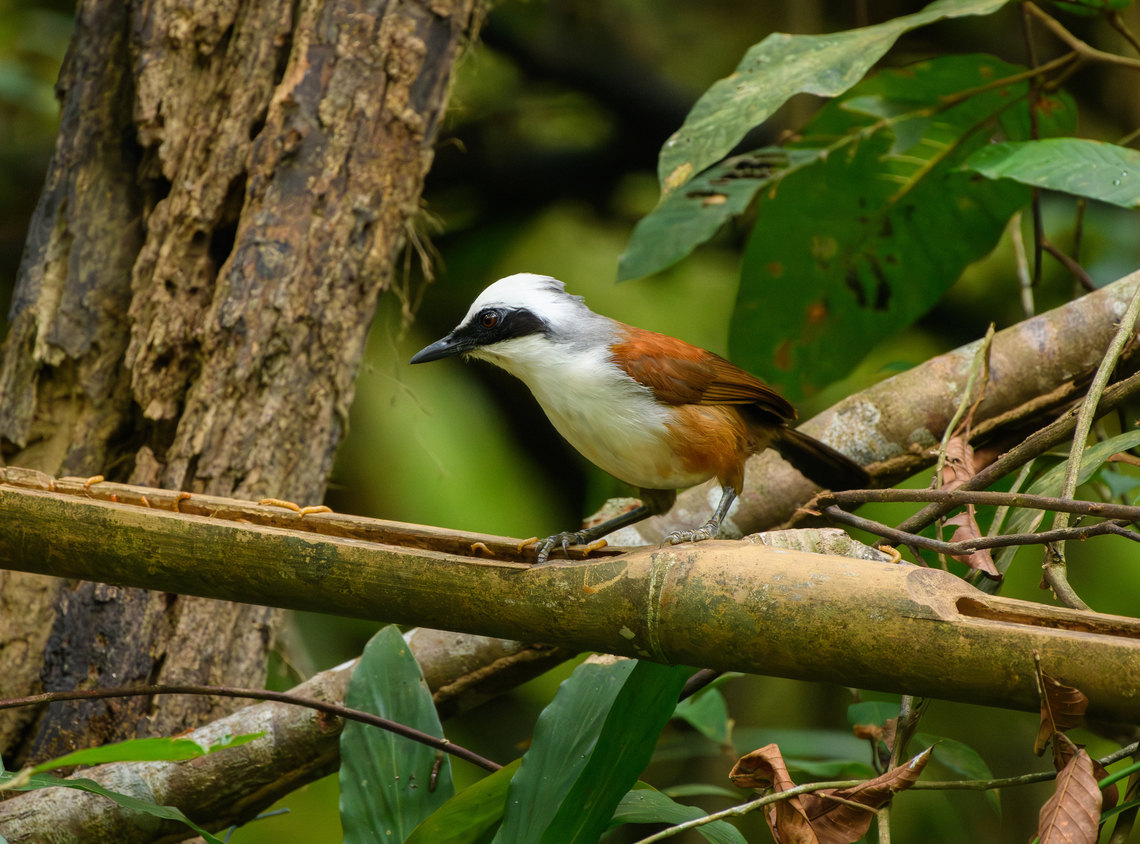White-crested Laughingthrush, Cat Tien National Park, Vietnam  Asia,Cat Tien National Park,Dong Nai,Garrulax leucolophus,Geotagged,Spring,Vietnam,Vietnam 2025,White-crested laughingthrush,Đồng Nai