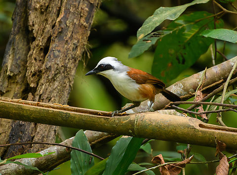 White-crested Laughingthrush, Cat Tien National Park, Vietnam  Asia,Cat Tien National Park,Dong Nai,Garrulax leucolophus,Geotagged,Spring,Vietnam,Vietnam 2025,White-crested laughingthrush,Đồng Nai