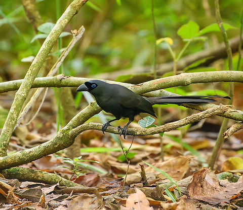 Racket-tailed Treepie, Cat Tien National Park, Vietnam Asia,Cat Tien National Park,Crypsirina temia,Dong Nai,Geotagged,Racket-tailed Treepie,Spring,Vietnam,Vietnam 2025,Đồng Nai