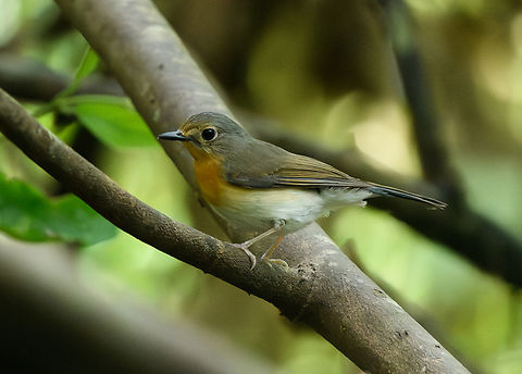 Indochinese Blue Flycatcher, Cat Tien National Park, Vietnam This is the female. Male:
https://www.jungledragon.com/image/170344/indochinese_blue_flycatcher_cat_tien_national_park_vietnam.html Asia,Cat Tien National Park,Cyornis sumatrensis,Dong Nai,Geotagged,Indochinese Blue Flycatcher,Spring,Vietnam,Vietnam 2025,Đồng Nai