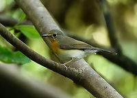 Indochinese Blue Flycatcher, Cat Tien National Park, Vietnam This is the female. Male:<br />
https://www.jungledragon.com/image/170344/indochinese_blue_flycatcher_cat_tien_national_park_vietnam.html Asia,Cat Tien National Park,Cyornis sumatrensis,Dong Nai,Geotagged,Indochinese Blue Flycatcher,Spring,Vietnam,Vietnam 2025,Đồng Nai