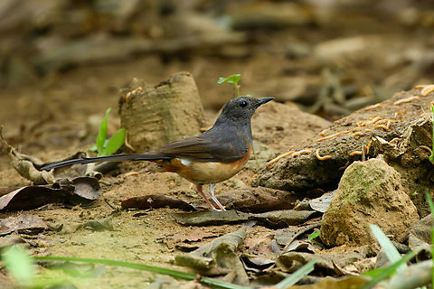 White-rumped Shama (female), Cat Tien National Park, Vietnam Female.

Male:
https://www.jungledragon.com/image/170494/white-rumped_shama_cat_tien_national_park_vietnam.html Asia,Cat Tien National Park,Copsychus malabaricus,Dong Nai,Geotagged,Spring,Vietnam,Vietnam 2025,White-rumped Shama,Đồng Nai