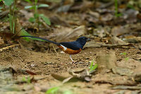 White-rumped Shama, Cat Tien National Park, Vietnam Male.<br />
<br />
Female:<br />
https://www.jungledragon.com/image/170493/white-rumped_shama_female_cat_tien_national_park_vietnam.html Asia,Cat Tien National Park,Copsychus malabaricus,Dong Nai,Geotagged,Spring,Vietnam,Vietnam 2025,White-rumped Shama,Đồng Nai