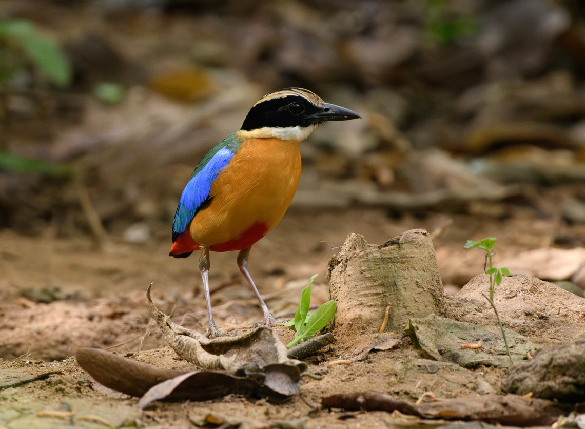 Blue-winged Pitta, Cat Tien National Park, Vietnam  Asia,Blue-winged Pitta,Cat Tien National Park,Dong Nai,Geotagged,Pitta moluccensis,Spring,Vietnam,Vietnam 2025,Đồng Nai