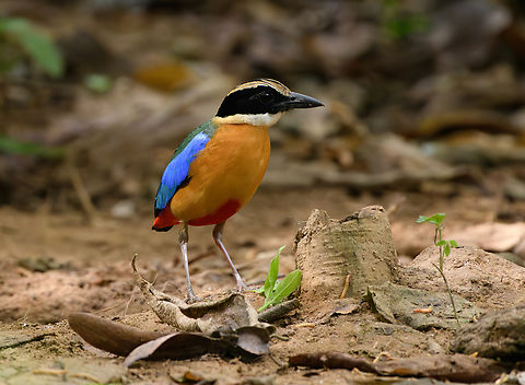 Blue-winged Pitta, Cat Tien National Park, Vietnam  Asia,Blue-winged Pitta,Cat Tien National Park,Dong Nai,Geotagged,Pitta moluccensis,Spring,Vietnam,Vietnam 2025,Đồng Nai