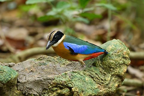 Blue-winged Pitta, Cat Tien National Park, Vietnam  Asia,Blue-winged Pitta,Cat Tien National Park,Dong Nai,Geotagged,Pitta moluccensis,Spring,Vietnam,Vietnam 2025,Đồng Nai