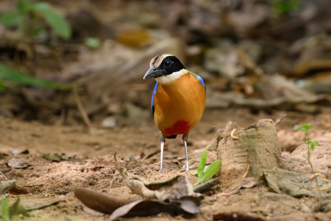 Blue-winged Pitta, Cat Tien National Park, Vietnam  Asia,Blue-winged Pitta,Cat Tien National Park,Dong Nai,Geotagged,Pitta moluccensis,Spring,Vietnam,Vietnam 2025,Đồng Nai