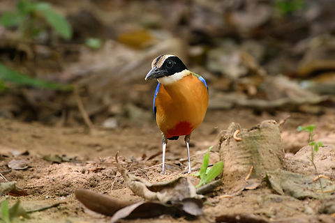 Blue-winged Pitta, Cat Tien National Park, Vietnam  Asia,Blue-winged Pitta,Cat Tien National Park,Dong Nai,Geotagged,Pitta moluccensis,Spring,Vietnam,Vietnam 2025,Đồng Nai