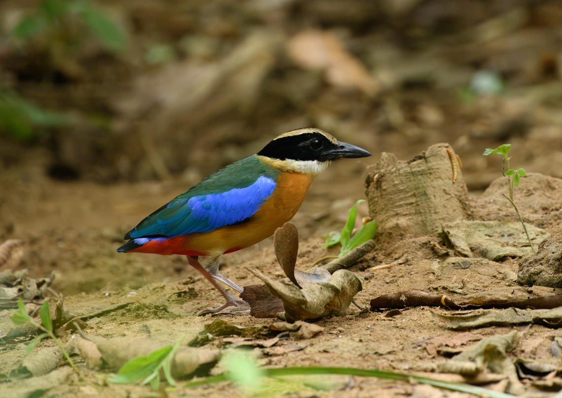 Blue-winged Pitta, Cat Tien National Park, Vietnam  Asia,Blue-winged Pitta,Cat Tien National Park,Dong Nai,Geotagged,Pitta moluccensis,Spring,Vietnam,Vietnam 2025,Đồng Nai