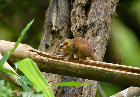 Northern Smooth-tailed Treeshrew