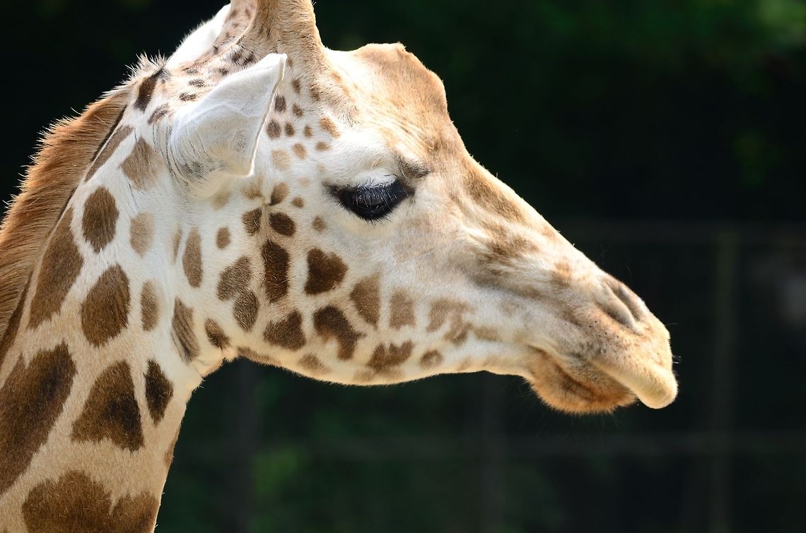 Rothschild giraffe head closeup This subspecies of Giraffe can easily be identified by their paler skin. In the wild, they are currently endangered, with only a few hundred left. Giraffa camelopardalis rothschildi,Giraffe,Rhenen Zoo,Rothschild Giraffe,Rothschild's Giraffe