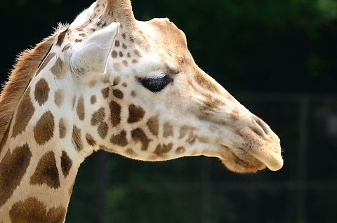 Rothschild giraffe head closeup This subspecies of Giraffe can easily be identified by their paler skin. In the wild, they are currently endangered, with only a few hundred left. Giraffa camelopardalis rothschildi,Giraffe,Rhenen Zoo,Rothschild Giraffe,Rothschild's Giraffe