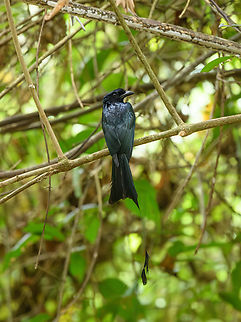 Greater Racket-tailed Drongo, Cat Tien National Park, Vietnam One racket missing. Interesting behavior:

"Their calls are extremely varied and include monotonously repeated whistles, metallic and nasal sounds as well as more complex notes and imitations of other birds. They begin calling from as early as 4 am in moonlight often with a metallic "tunk-tunk-tunk" series. They have an ability to accurately mimic alarm calls of other birds that are learnt through interactions in mixed-species flocks. This is quite unusual, as avian vocal mimicry has hitherto been believed to be ignorant of the original context of the imitated vocalization. African Grey Parrots are known to use imitated human speech in correct context, but do not show this behavior in nature. This drongo's context-sensitive use of other species' alarm calls is thus analogous to a human learning useful short phrases and exclamations in a number of foreign languages. A special alarm note is raised in the presence of Shikras that has been transcribed as a loud "kwei-kwei-kwei...shee-cuckoo-sheecuckoo-sheecuckoo-why!". They have been said to imitate raptor calls so as to alarm other birds and steal prey from them in the ensuing panic. They are also known to imitate the calls of species that typically are members of mixed-species flocks such as babblers and it has been suggested that this has a role in the formation of mixed-species flocks. In some places they have been found to be kleptoparasitic on others in mixed-species flock, particularly Laughingthrushes but they are most often involved in mutualistic and commensal relations. Several observers have found this drongo associating with foraging woodpeckers and there is a report of one following a troop of macaques." Asia,Cat Tien National Park,Dicrurus paradiseus,Dong Nai,Geotagged,Greater Racket-tailed Drongo,Spring,Vietnam,Vietnam 2025,Đồng Nai