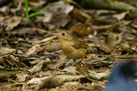 Buff-breasted Babbler, Cat Tien National Park, Vietnam  Asia,Buff-breasted babbler,Cat Tien National Park,Dong Nai,Geotagged,Pellorneum tickelli,Spring,Vietnam,Vietnam 2025,Đồng Nai