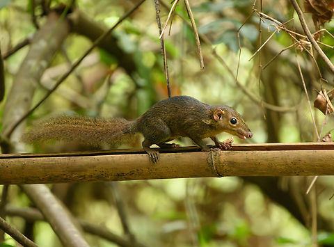 Northern Treeshrew, Cat Tien National Park, Vietnam The 2nd species of treeshrew at Cat Tien National Park. The other species can be recognized by the striped face:
https://www.jungledragon.com/image/170499/northern_smooth-tailed_treeshrew_cat_tien_national_park_vietnam.html Asia,Cat Tien National Park,Dong Nai,Geotagged,Northern Treeshrew,Spring,Tupaia belangeri,Vietnam,Vietnam 2025,Đồng Nai