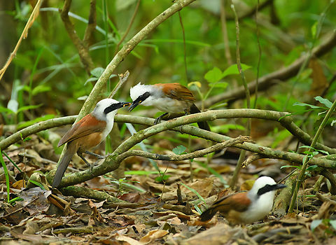 White-crested Laughingthrushes, Cat Tien National Park, Vietnam Pirate gang looting the bird hide. Asia,Cat Tien National Park,Dong Nai,Garrulax leucolophus,Geotagged,Spring,Vietnam,Vietnam 2025,White-crested Laughingthrush,Đồng Nai