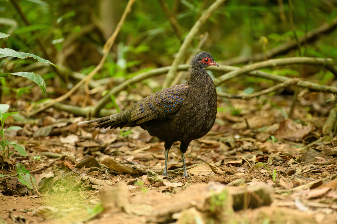 Germain's Peacock-pheasant, Cat Tien National Park, Vietnam The absolute star of the Cat Tien bird hide sessions. Very beautiful and shy, it only made an appearance after 4 hours.<br />
<figure class="photo"><a href="https://www.jungledragon.com/image/170506/germains_peacock-pheasant_cat_tien_national_park_vietnam.html" title="Germain&#039;s Peacock-pheasant, Cat Tien National Park, Vietnam"><img src="https://s3.amazonaws.com/media.jungledragon.com/images/2/170506_thumb.jpg?AWSAccessKeyId=05GMT0V3GWVNE7GGM1R2&Expires=1767225610&Signature=sVlmuGhDf%2B33kjsu7TDhj5F5GR4%3D" width="200" height="158" alt="Germain&#039;s Peacock-pheasant, Cat Tien National Park, Vietnam The absolute star of the Cat Tien bird hide sessions. Very beautiful and shy, it only made an appearance after 4 hours.<br />
https://www.jungledragon.com/image/170506/germains_peacock-pheasant_cat_tien_national_park_vietnam.html<br />
https://www.jungledragon.com/image/170505/germains_peacock-pheasant_cat_tien_national_park_vietnam.html<br />
https://www.jungledragon.com/image/170504/germains_peacock-pheasant_cat_tien_national_park_vietnam.html Asia,Cat Tien National Park,Dong Nai,Geotagged,Germain&#039;s Peacock-pheasant,Polyplectron germaini,Spring,Vietnam,Vietnam 2025,Đồng Nai" /></a></figure><br />
<figure class="photo"><a href="https://www.jungledragon.com/image/170505/germains_peacock-pheasant_cat_tien_national_park_vietnam.html" title="Germain&#039;s Peacock-pheasant, Cat Tien National Park, Vietnam"><img src="https://s3.amazonaws.com/media.jungledragon.com/images/2/170505_thumb.jpg?AWSAccessKeyId=05GMT0V3GWVNE7GGM1R2&Expires=1767225610&Signature=NDhjDnmpwpF254RLknL%2BRWUMwV4%3D" width="200" height="126" alt="Germain&#039;s Peacock-pheasant, Cat Tien National Park, Vietnam The absolute star of the Cat Tien bird hide sessions. Very beautiful and shy, it only made an appearance after 4 hours.<br />
https://www.jungledragon.com/image/170506/germains_peacock-pheasant_cat_tien_national_park_vietnam.html<br />
https://www.jungledragon.com/image/170505/germains_peacock-pheasant_cat_tien_national_park_vietnam.html<br />
https://www.jungledragon.com/image/170504/germains_peacock-pheasant_cat_tien_national_park_vietnam.html Asia,Cat Tien National Park,Dong Nai,Geotagged,Germain&#039;s Peacock-pheasant,Polyplectron germaini,Spring,Vietnam,Vietnam 2025,Đồng Nai" /></a></figure><br />
<figure class="photo"><a href="https://www.jungledragon.com/image/170504/germains_peacock-pheasant_cat_tien_national_park_vietnam.html" title="Germain&#039;s Peacock-pheasant, Cat Tien National Park, Vietnam"><img src="https://s3.amazonaws.com/media.jungledragon.com/images/2/170504_thumb.jpg?AWSAccessKeyId=05GMT0V3GWVNE7GGM1R2&Expires=1767225610&Signature=A8rHFSJuw06dXYW0xQQ83mBvBys%3D" width="200" height="134" alt="Germain&#039;s Peacock-pheasant, Cat Tien National Park, Vietnam The absolute star of the Cat Tien bird hide sessions. Very beautiful and shy, it only made an appearance after 4 hours.<br />
https://www.jungledragon.com/image/170506/germains_peacock-pheasant_cat_tien_national_park_vietnam.html<br />
https://www.jungledragon.com/image/170505/germains_peacock-pheasant_cat_tien_national_park_vietnam.html<br />
https://www.jungledragon.com/image/170504/germains_peacock-pheasant_cat_tien_national_park_vietnam.html Asia,Cat Tien National Park,Dong Nai,Geotagged,Germain&#039;s peacock-pheasant,Polyplectron germaini,Spring,Vietnam,Vietnam 2025,Đồng Nai" /></a></figure> Asia,Cat Tien National Park,Dong Nai,Geotagged,Germain's peacock-pheasant,Polyplectron germaini,Spring,Vietnam,Vietnam 2025,Đồng Nai