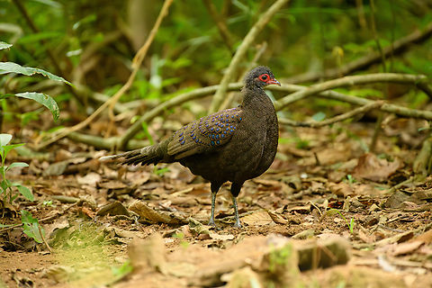 Germain's Peacock-pheasant, Cat Tien National Park, Vietnam The absolute star of the Cat Tien bird hide sessions. Very beautiful and shy, it only made an appearance after 4 hours.
https://www.jungledragon.com/image/170506/germains_peacock-pheasant_cat_tien_national_park_vietnam.html
https://www.jungledragon.com/image/170505/germains_peacock-pheasant_cat_tien_national_park_vietnam.html
https://www.jungledragon.com/image/170504/germains_peacock-pheasant_cat_tien_national_park_vietnam.html Asia,Cat Tien National Park,Dong Nai,Geotagged,Germain's peacock-pheasant,Polyplectron germaini,Spring,Vietnam,Vietnam 2025,Đồng Nai