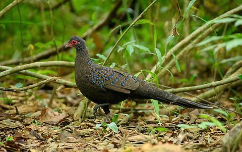 Germain's Peacock-pheasant, Cat Tien National Park, Vietnam The absolute star of the Cat Tien bird hide sessions. Very beautiful and shy, it only made an appearance after 4 hours.
https://www.jungledragon.com/image/170506/germains_peacock-pheasant_cat_tien_national_park_vietnam.html
https://www.jungledragon.com/image/170505/germains_peacock-pheasant_cat_tien_national_park_vietnam.html
https://www.jungledragon.com/image/170504/germains_peacock-pheasant_cat_tien_national_park_vietnam.html Asia,Cat Tien National Park,Dong Nai,Geotagged,Germain's Peacock-pheasant,Polyplectron germaini,Spring,Vietnam,Vietnam 2025,Đồng Nai