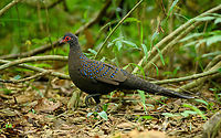 Germain's Peacock-pheasant, Cat Tien National Park, Vietnam The absolute star of the Cat Tien bird hide sessions. Very beautiful and shy, it only made an appearance after 4 hours.<br />
https://www.jungledragon.com/image/170506/germains_peacock-pheasant_cat_tien_national_park_vietnam.html<br />
https://www.jungledragon.com/image/170505/germains_peacock-pheasant_cat_tien_national_park_vietnam.html<br />
https://www.jungledragon.com/image/170504/germains_peacock-pheasant_cat_tien_national_park_vietnam.html Asia,Cat Tien National Park,Dong Nai,Geotagged,Germain's Peacock-pheasant,Polyplectron germaini,Spring,Vietnam,Vietnam 2025,Đồng Nai