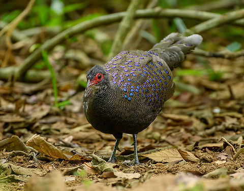 Germain's Peacock-pheasant, Cat Tien National Park, Vietnam The absolute star of the Cat Tien bird hide sessions. Very beautiful and shy, it only made an appearance after 4 hours.
https://www.jungledragon.com/image/170506/germains_peacock-pheasant_cat_tien_national_park_vietnam.html
https://www.jungledragon.com/image/170505/germains_peacock-pheasant_cat_tien_national_park_vietnam.html
https://www.jungledragon.com/image/170504/germains_peacock-pheasant_cat_tien_national_park_vietnam.html Asia,Cat Tien National Park,Dong Nai,Geotagged,Germain's Peacock-pheasant,Polyplectron germaini,Spring,Vietnam,Vietnam 2025,Đồng Nai