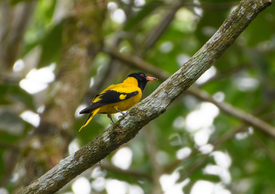 Black-hooded Oriole, Cat Tien National Park, Vietnam  Asia,Black-hooded Oriole,Cat Tien National Park,Dong Nai,Geotagged,Oriolus xanthornus,Spring,Vietnam,Vietnam 2025,Đồng Nai