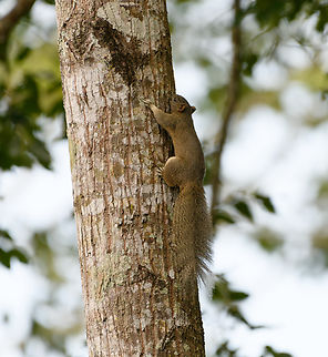 Pallass Squirrel, Cat Tien National Park, Vietnam  Asia,Callosciurus erythraeus,Cat Tien National Park,Dong Nai,Geotagged,Pallass squirrel,Spring,Vietnam,Vietnam 2025,Đồng Nai